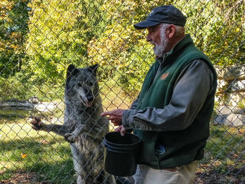 Darling introduces WCC’s Ambassador Wolf, Zephyr, with meaty treats.
