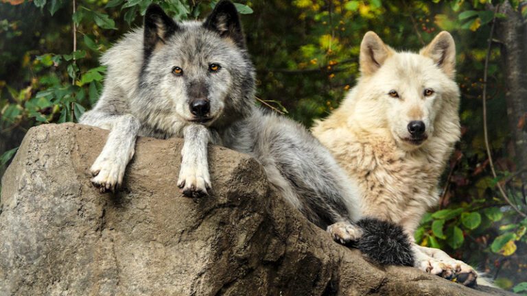 Sibling Ambassadors Alawa and Zephyr (sweet-pea and light respectively in Algonquin) Courtesy: WCC
