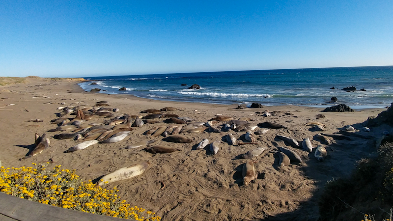 A glimpse into the natural habitat of elephant seals along the Pacific Coast is fascinating, highlighting the symbiotic relationship humans and nature share.