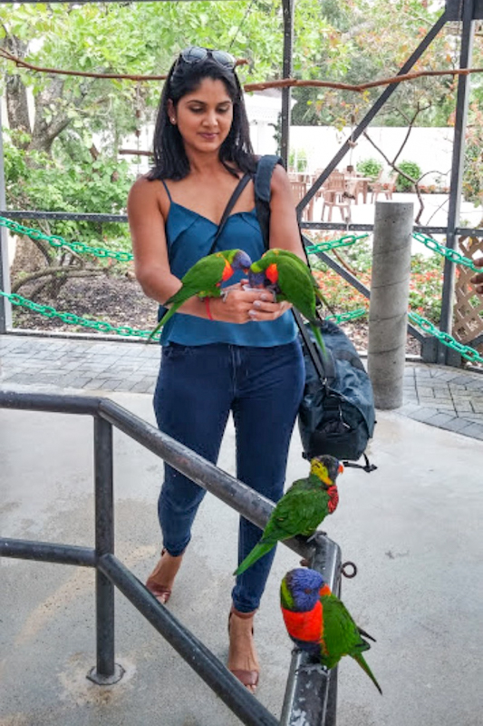 Interacting in the Lorikeet habitat at Butterfly World in Coconut Creek, Florida is a bit of therapy.