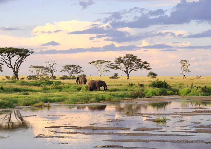 An unforgettable tennis match between the icon McEnroe brothers with take place in the Serengeti.