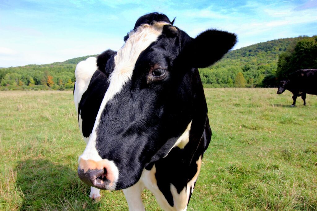 Farm Sanctuary in Watkins Glen, NY is a beautiful haven for countless factory farming rescues. C. Ludgate